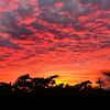 elatardeser