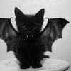 batcatin2