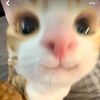 i.love.my.cat570