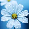 cherry.lwin650