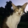 ramzan_kadirov6