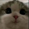 nalappq_1