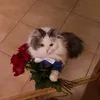 disasteria0