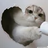pom._.210