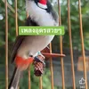 79nhatrang49