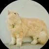 zeusmeow4