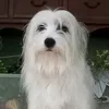 anirazc78