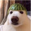 frostyskiberdo