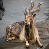 markhor8765