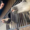 elisha_your_equestrian