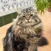 siberiano_leo