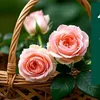 user96830411171274