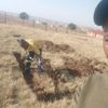 dlangamandla608