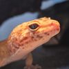 duped.angergeckos