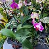 janetplants0