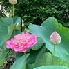 chi.thanh417