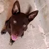 mayane.dona.de.cachorras
