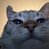 pillsburythecat