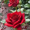 badsha.hosen3