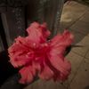 user6201926