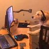 paradoxplayzv4