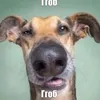ggob_off