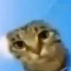 1chopicat