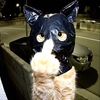 prem4nbugis_