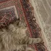 koko_9100