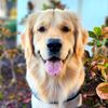 305.dog.max