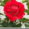hn.tnh71