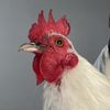 milagroandthechickens