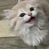 oasismiubmt