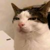 shanewaiyan_nocounter