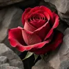 hewa.rauf
