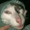 predator.aov