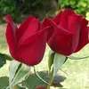 user32120561673996