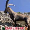 markhor4504