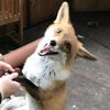 kikithefox__fan.6