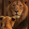 zeeshan.rana49