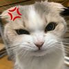 pancake_33334