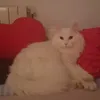 victoriadl_1