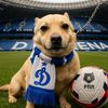 ksdynamo.m