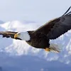 theeagle59