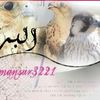 mansoor..13