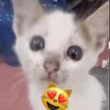 lamthikmeo