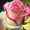 fathima.adam.f