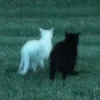 xxx_7666666