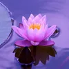 Đồng Tháp 10