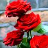 user922402309581